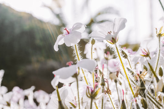 A refreshed skincare routine for Spring. A step by step guide: