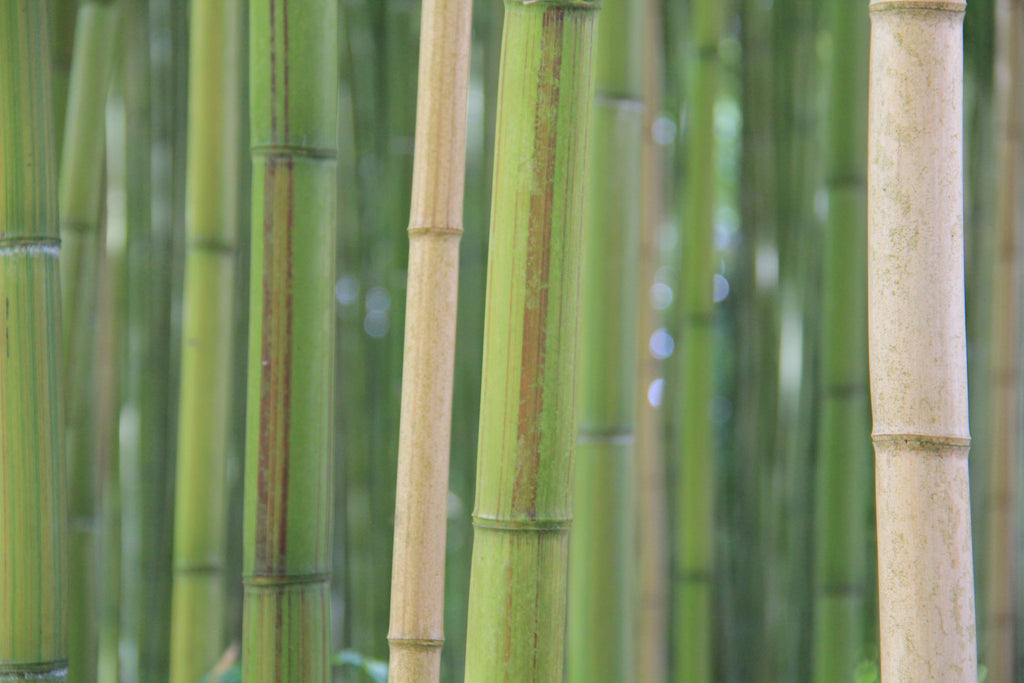 Sustainability, what does it mean exactly?