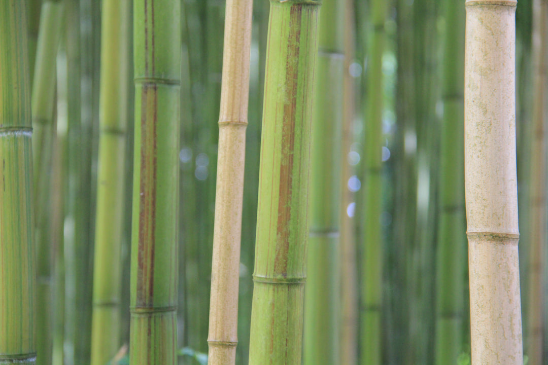 Sustainability, what does it mean exactly?