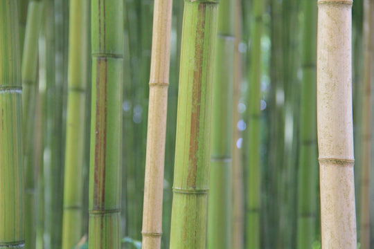 Sustainability, what does it mean exactly?